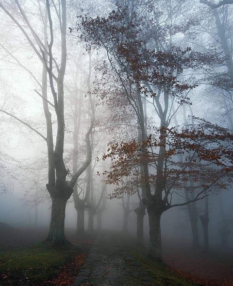 mist, deciduous wallpapers