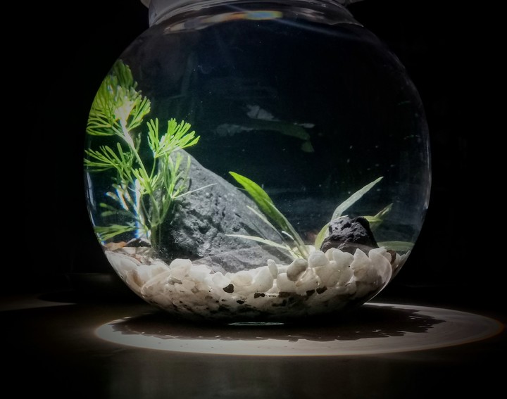 FishBowl