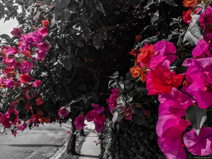blossom