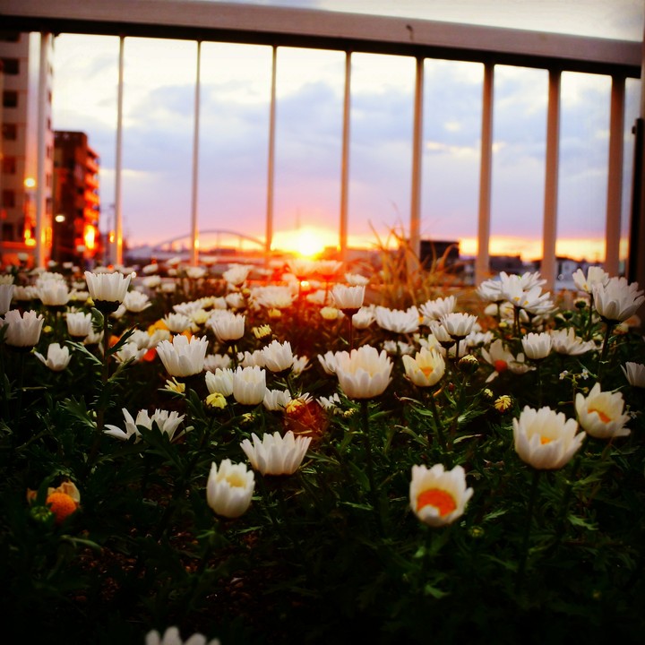 花と夕日