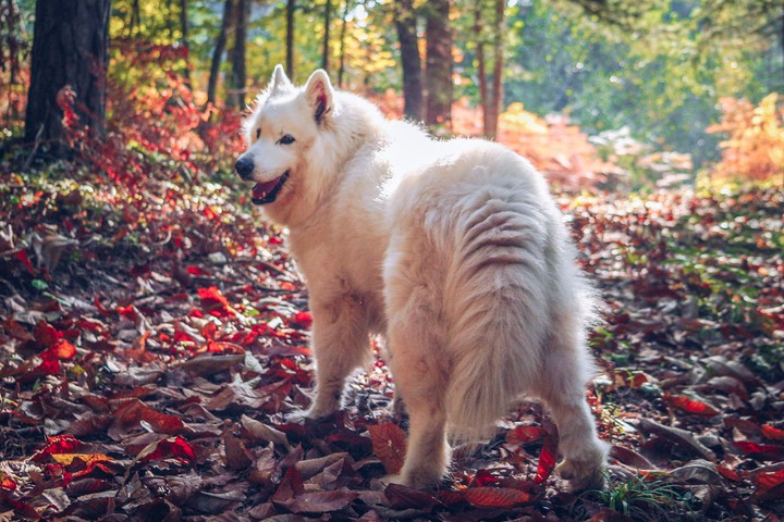 Tara