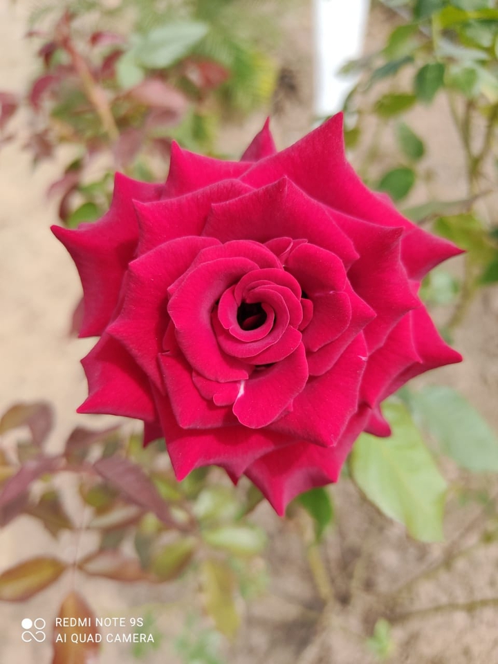 Florecer