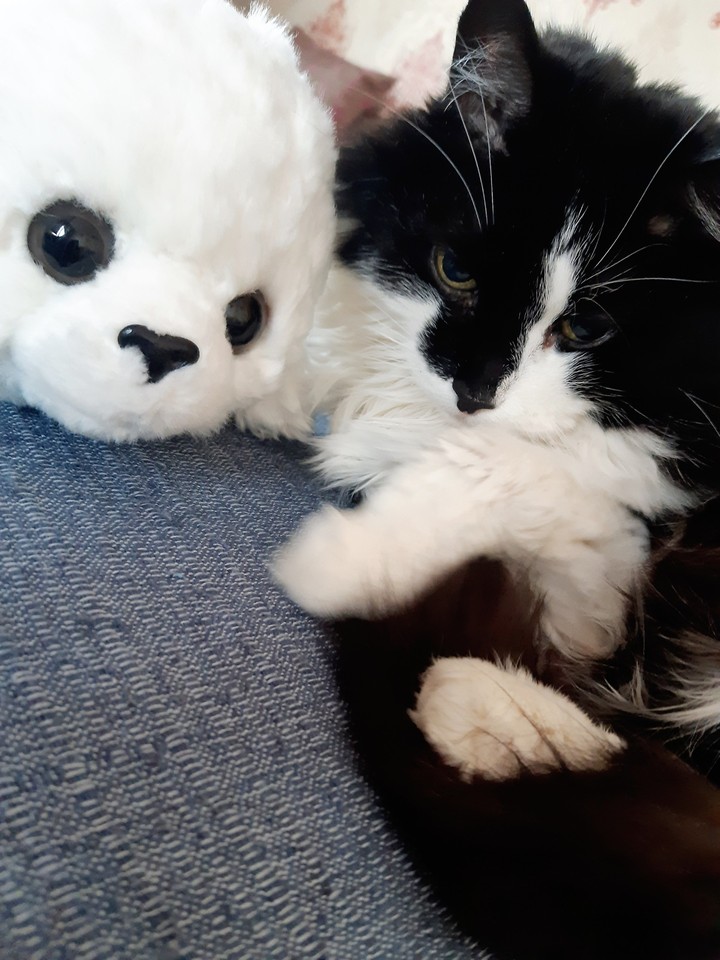 Кори ^_^_/