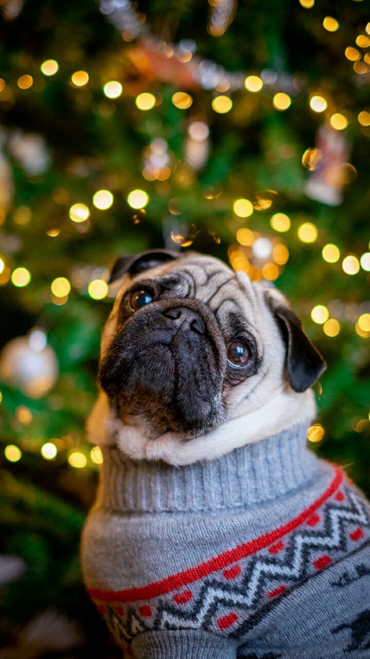Pug