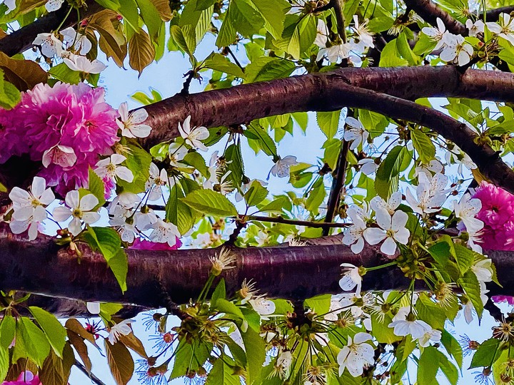 Two colours cherry tree.