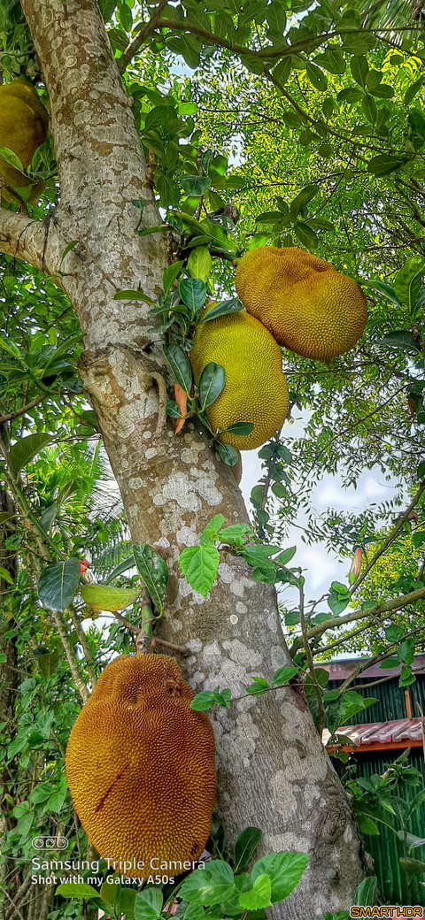 fondos de pantalla rangpur, organism