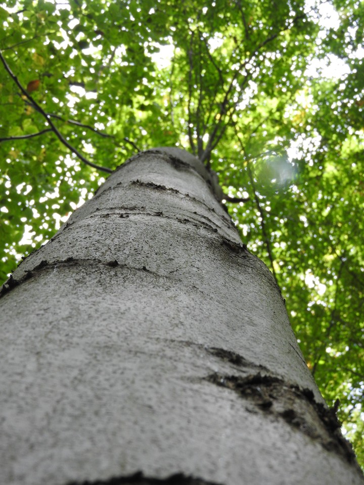 tree