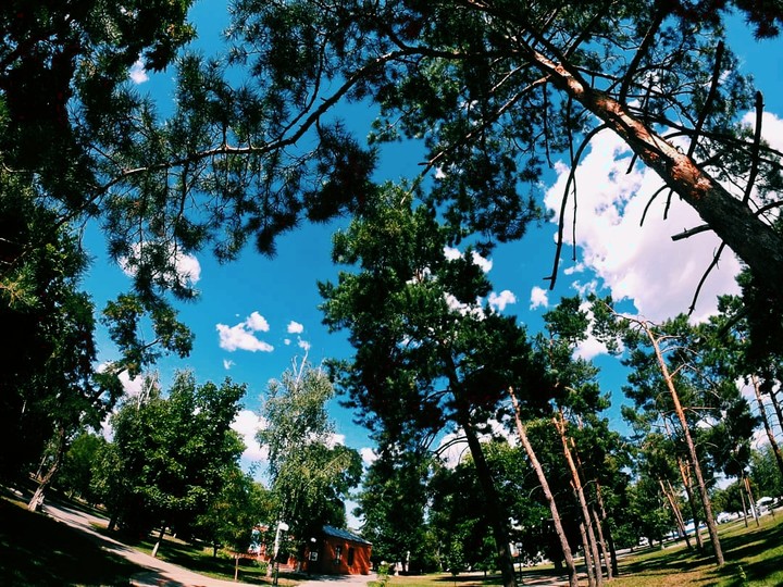 tree
