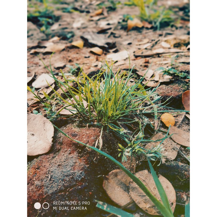 nature