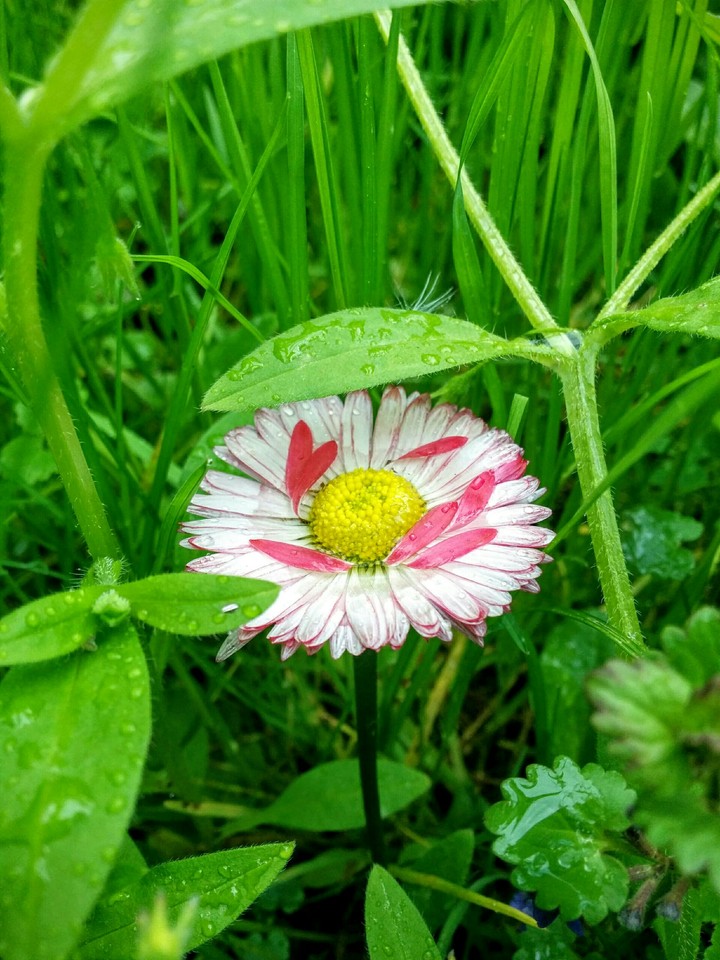 flower1