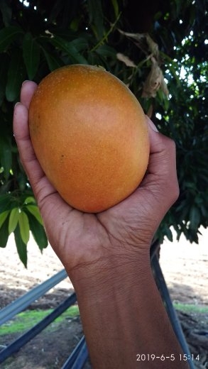 natural fruit
