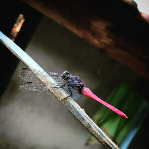 Magneta dragon fly