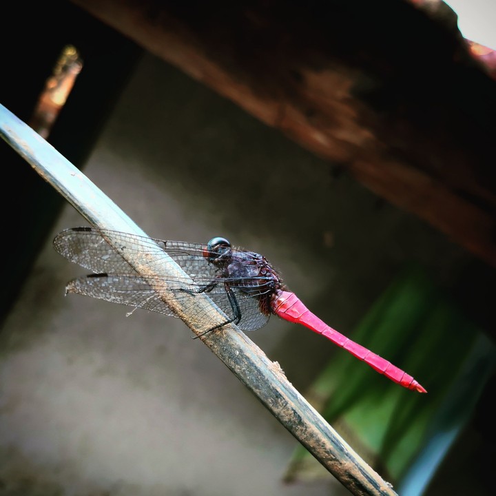 Magneta dragon fly