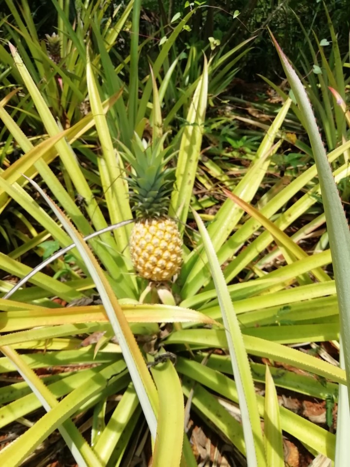 ananas