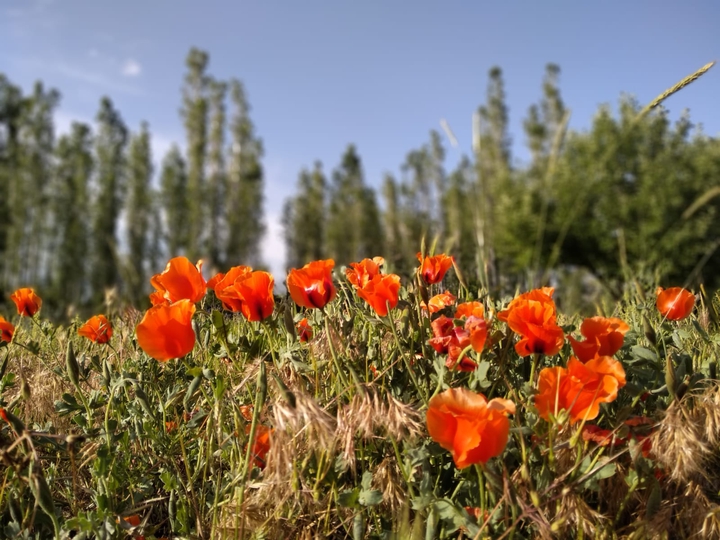 flowers
