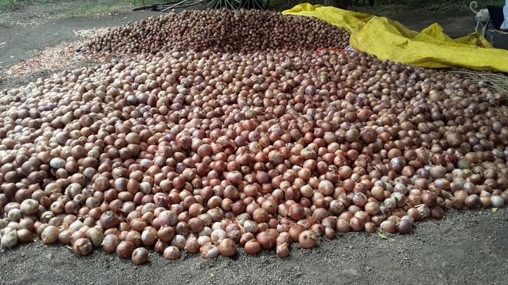 onion
