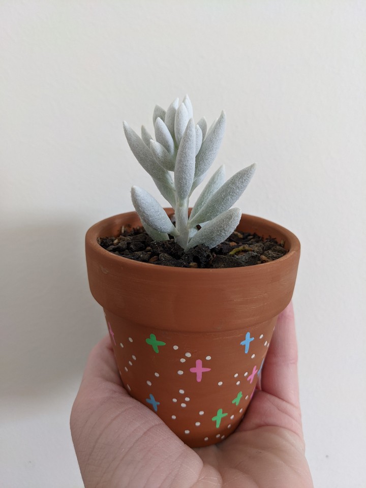 Cocoon Plant