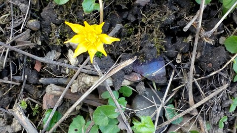 Ware ich Spaziergang und mir gefällt diese Blumen.