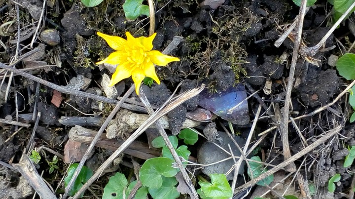 Ware ich Spaziergang und mir gefällt diese Blumen.