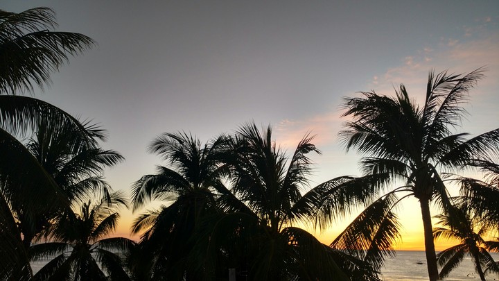 Sunset palms