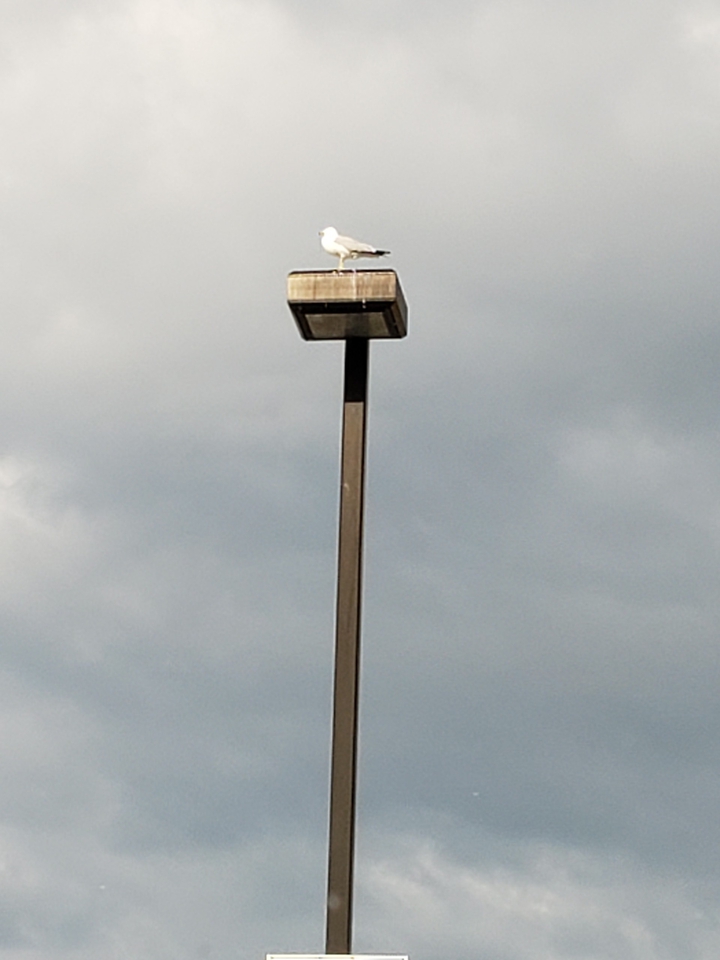 Seagull on a Pole