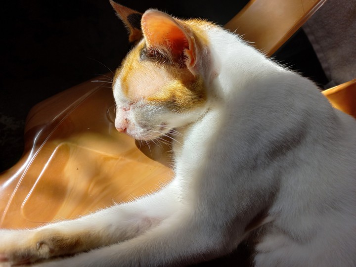 cat