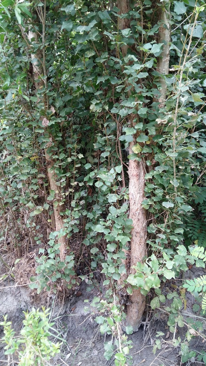 forest