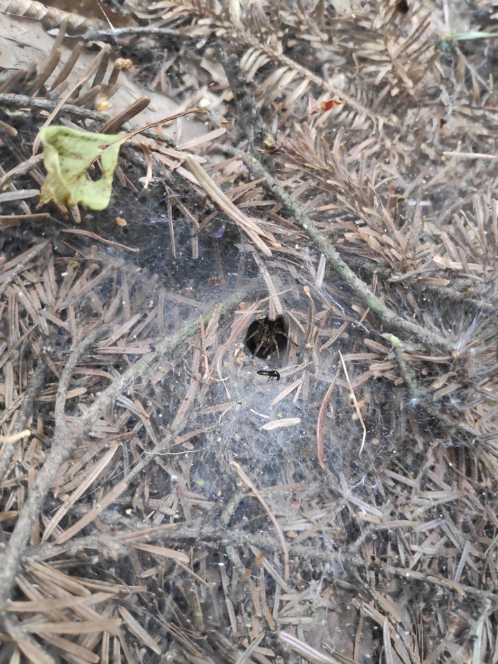 Lil spider