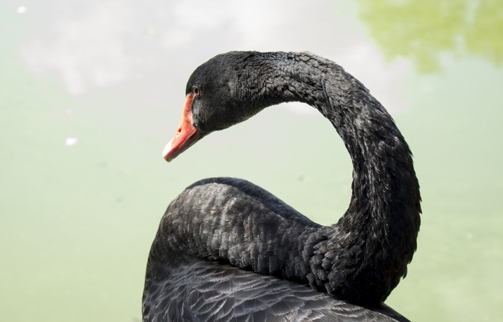 black swan