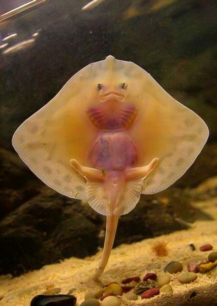 A Baby Stingray