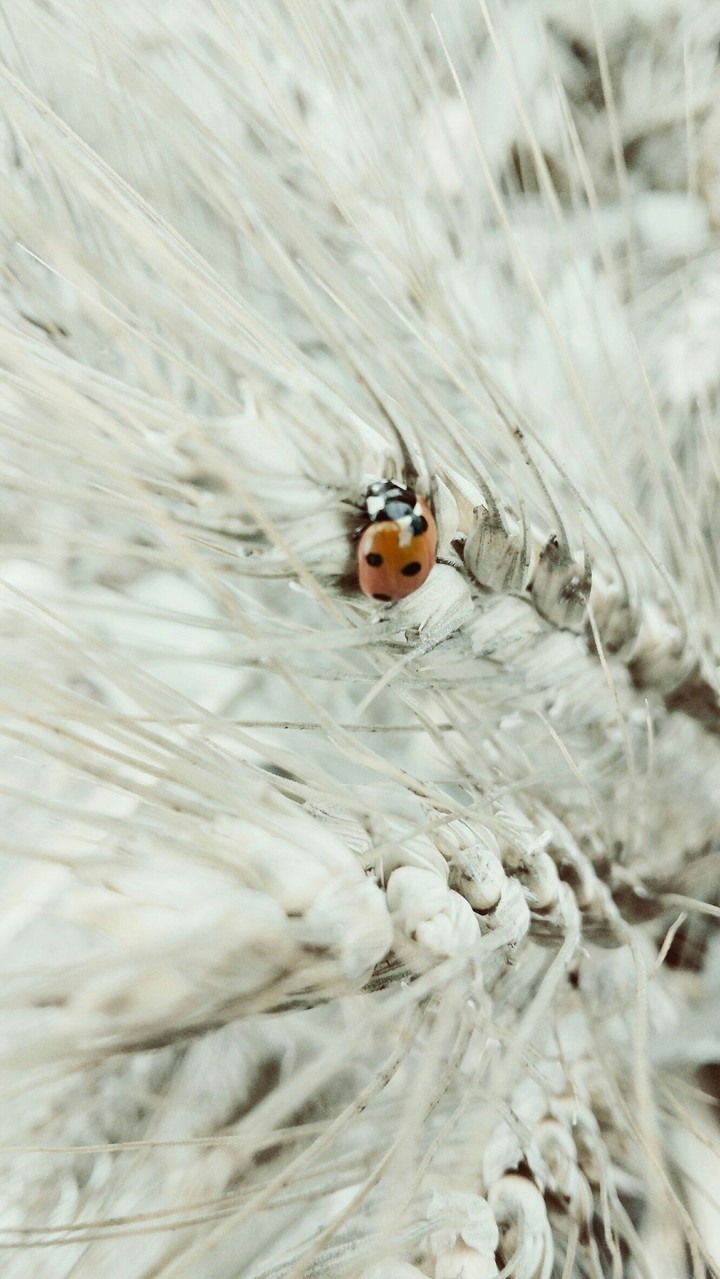 insect