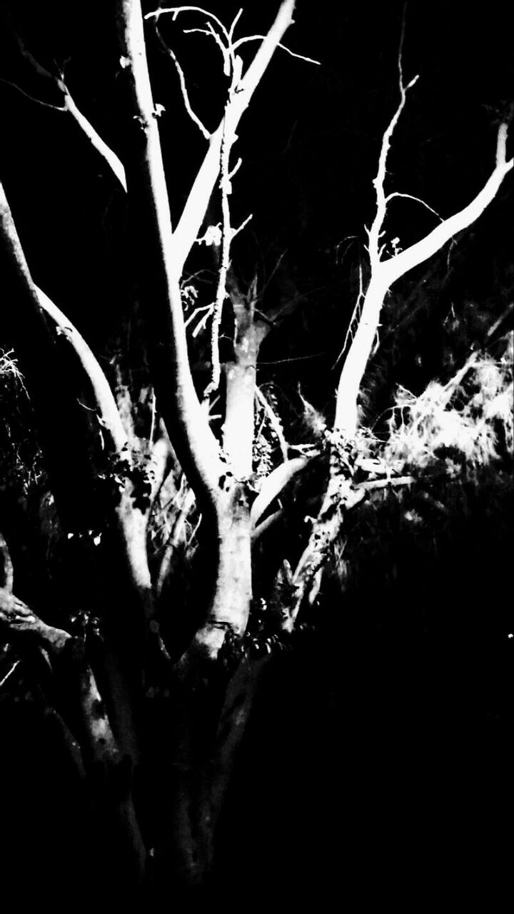 arbol