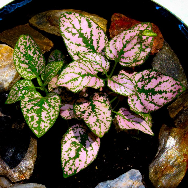 caladium elise