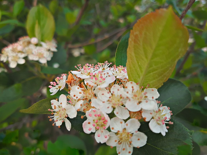 flower.walk