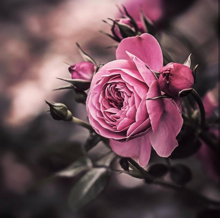Queen Roses