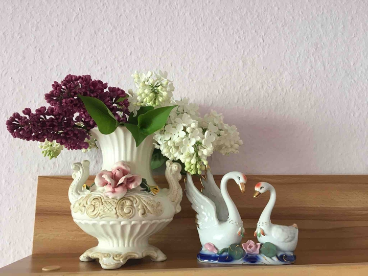 сирень лебеди