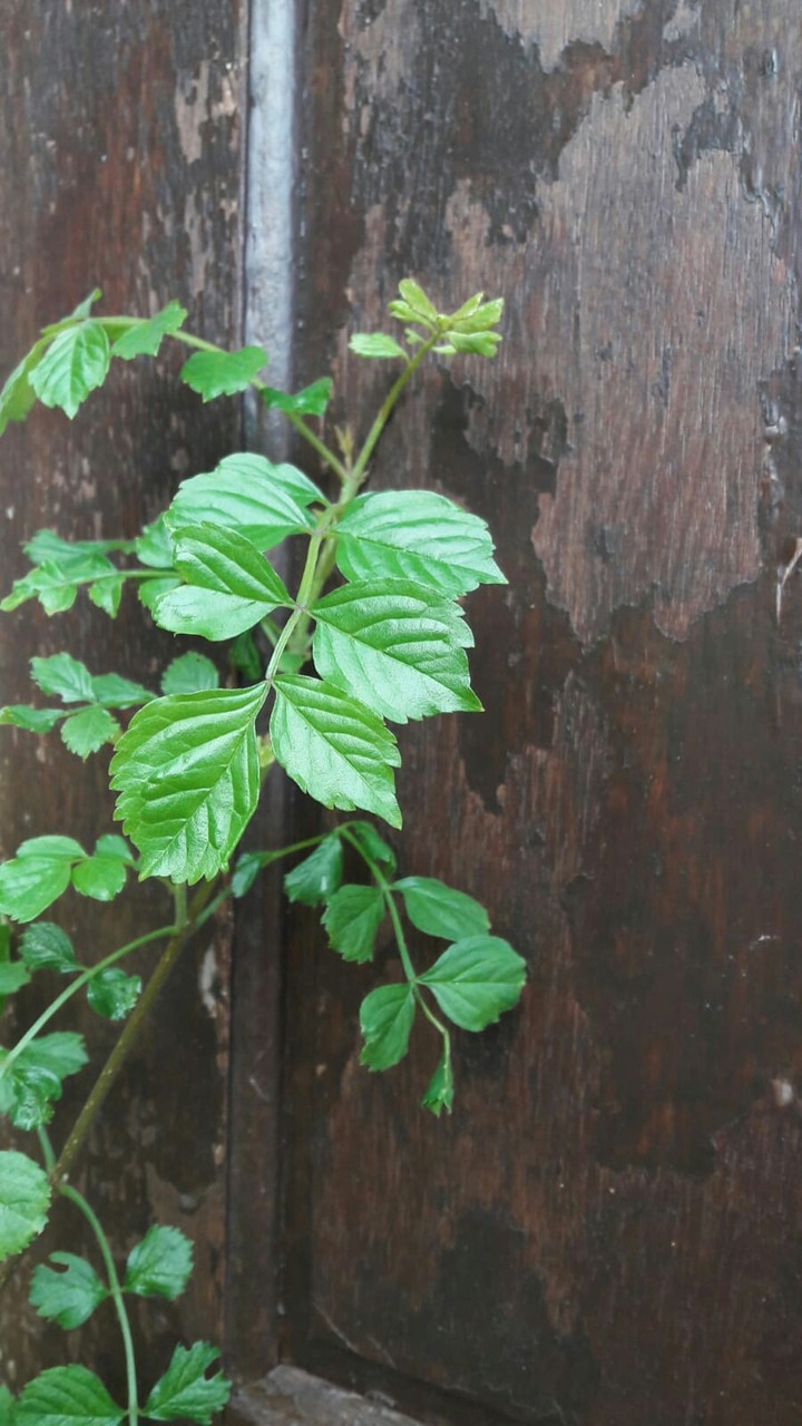 verde