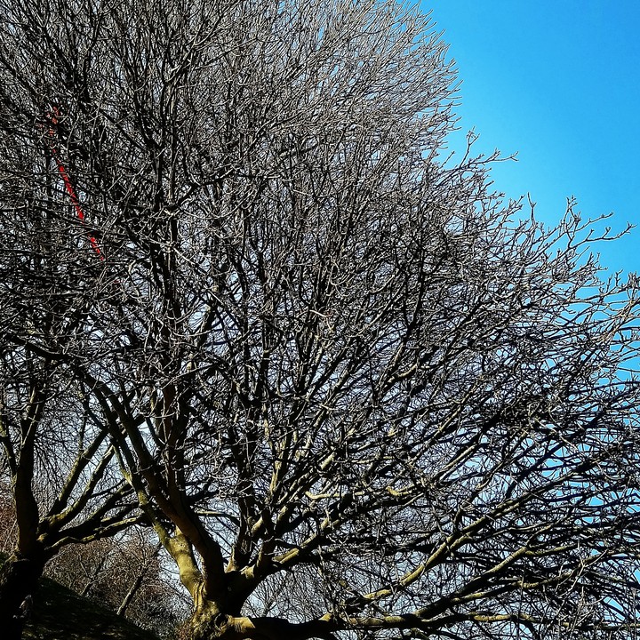 arbre hiver