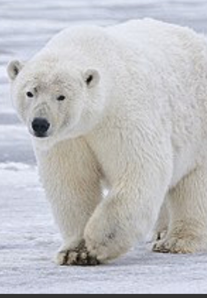 polar bear