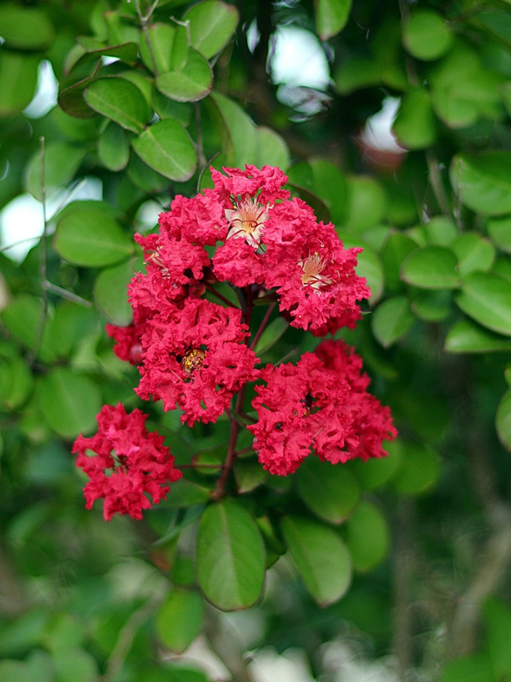 Red myrtle