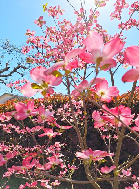 тапети petal, branch