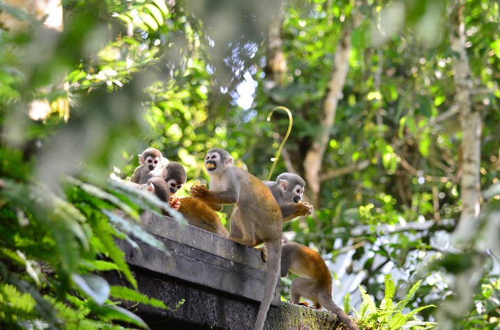 monkey