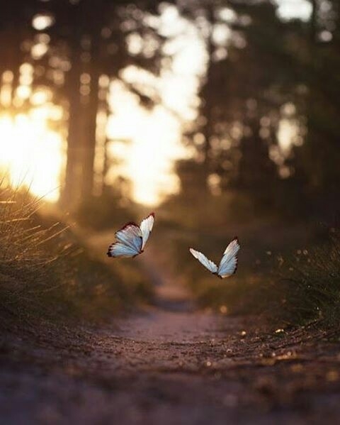 two butterfly