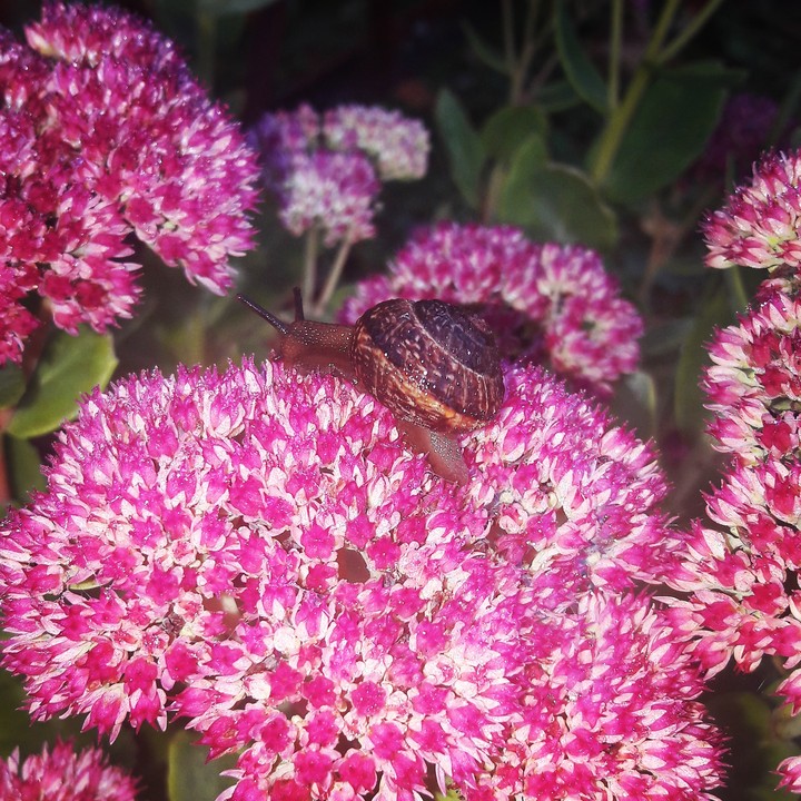 Snail