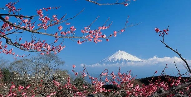 early spring - plum & Mt Fuji