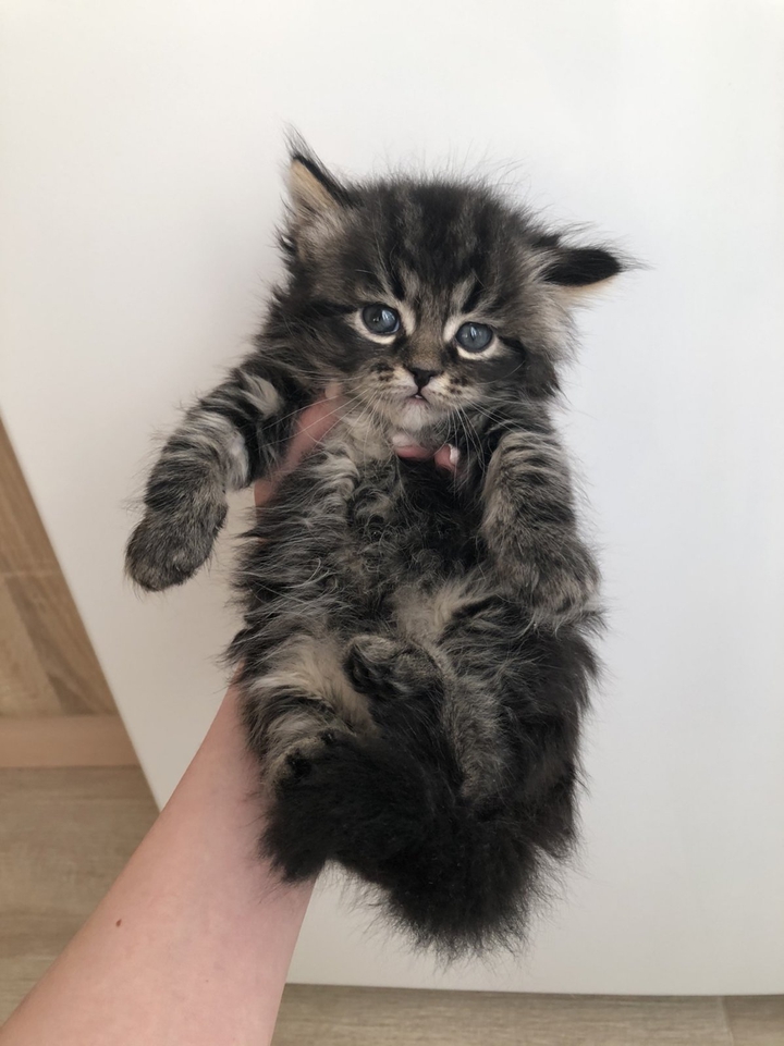 Сибирский котенок