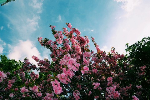 in bloom