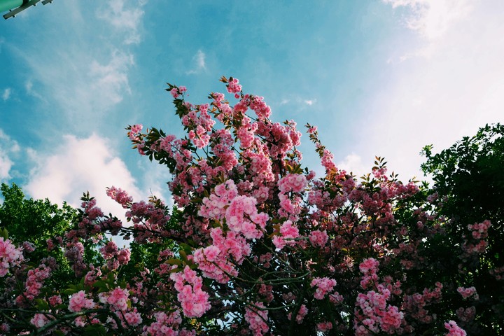 in bloom
