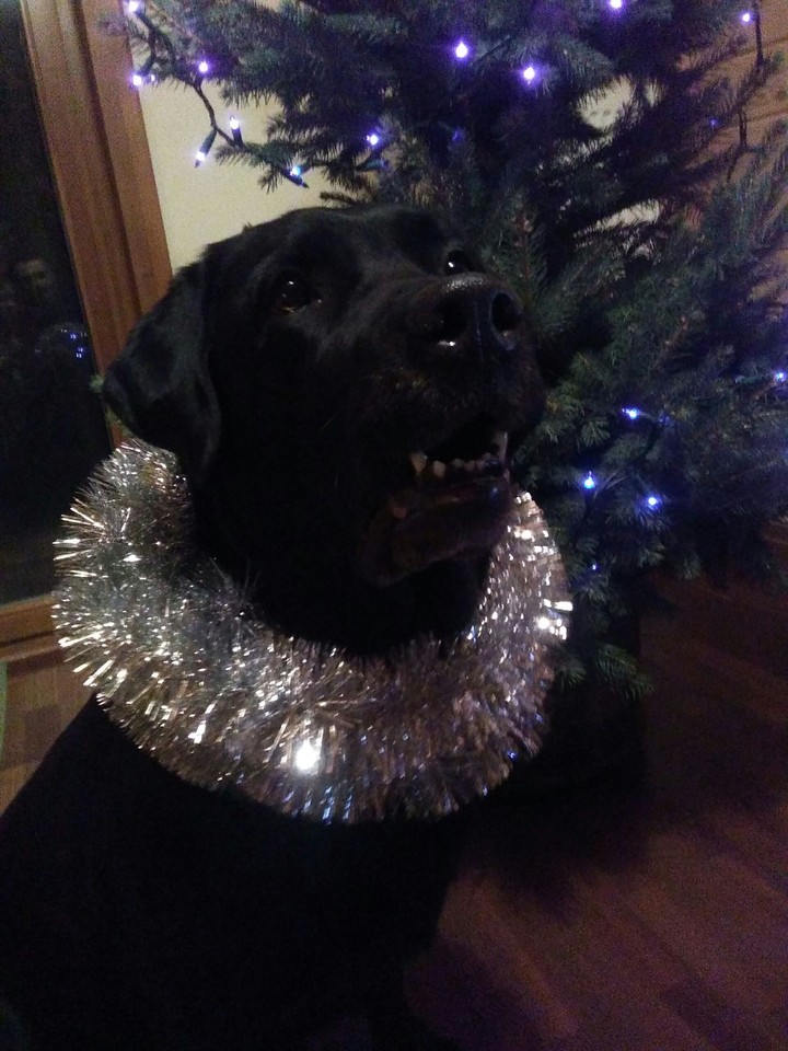 Christmas Dog