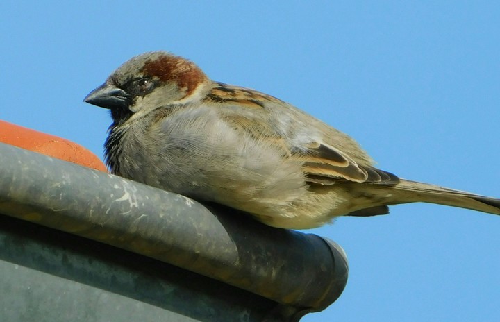 A Bird